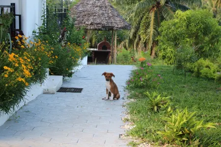 Luxury Zanzibar Villa – Ocean View, Infinity Pool, Lush Green & Stunning Sunsets