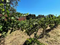 Guava Cabin @ Vinyard Winery, 6 Adults, 2 Kids, Wifi, AC, Fallbrook