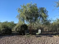Serenity in Sunny Arizona with tons of birds and shade trees!  Bike Trail Galore