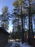 Log home nestled in tall pines near Norway Lake