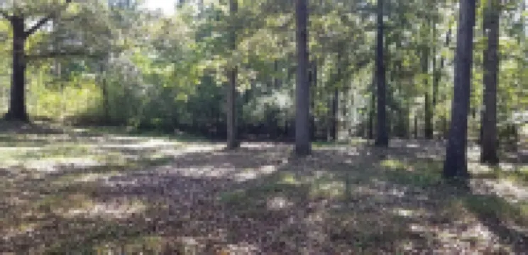 Leatherwood Bay/KY Lake/ TN River, Dover, Paris Landing, Danville