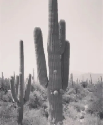 Cozy home in the heart of the desert!  5 minutes from the Saguaro National Park!