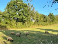 Studio on hidden Cornish farm Hotels in Saltash