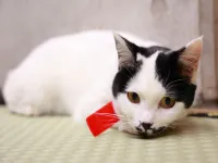 Kahan No Yado Hekisuisou Hotel a Distretto di Higashikanbara