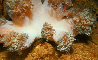 Meraki Dive Center and Resort - Housity
