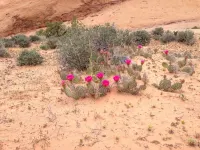 Beautiful property just a 5 minute walk to the center of downtown Moab!