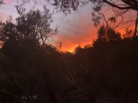 Magnolia Magic on Martha's Mountain