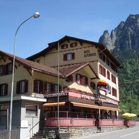 Alpenrose