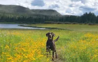 Gorgeous Forest Cabin with Hot Tub & Game Room