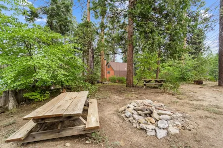 Shaver Wood Forrest-Smokey Tree