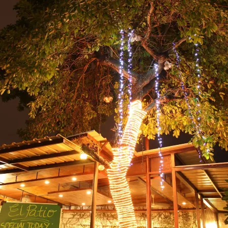 Purple Tree Bed & Breakfast