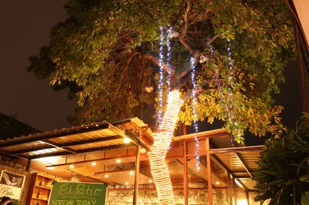 Purple Tree Bed & Breakfast