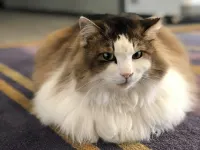 Hotel Shiroitodai Hotels in Naka