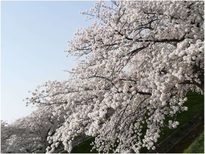 ホテル周辺 奈良パークホテルの写真