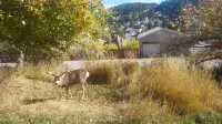 Cozy Condo in Heart of Lead//Terry Peak special60 a night December-March!