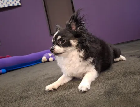 Korin Pet-friendly Inn Отели рядом с достопримечательностью «Okehazama Ancient Battlefield Park»