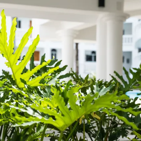 Ocean Palms Residences