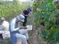 Tsuruya Ryokan فنادق في أويدا