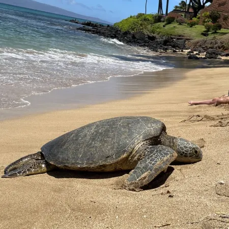 Wonderful Oceanfront Condo - 1 Br/1Ba 2nd Floor