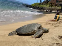 Spring Break Special!!!  Wonderful Oceanfront Condo - 1 Br/1Ba 2nd Floor