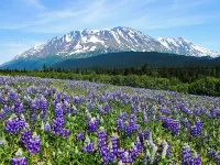 Cozy in Kenai Close to mouth of Kenai River and Beach access. Hotels in Kenai