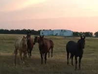 Diamond A Cattle Tourist Cabin Hotels in Brule County