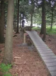 Home vacation forest whispers