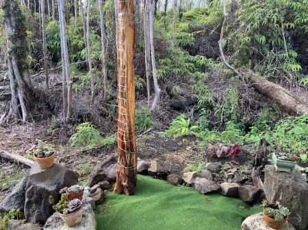 Cozy cabin under majestic banyan tree