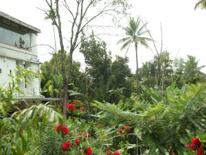 Mountain Trees Cottages