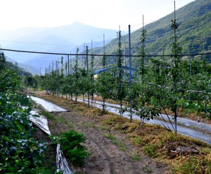 영주 힐링스토리펜션 야외 모습