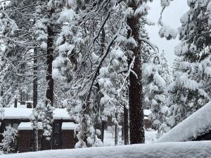 Singing Pines