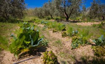 Agriturismo Biologico Piccapane