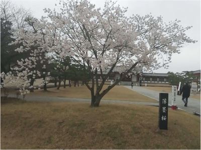 ホテル周辺 奈良パークホテルの写真