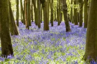 Cozy Cotswold Dog Friendly Retreat