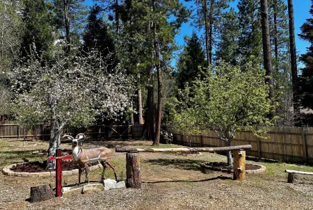 The Little Cabin 🌲The coziest cabin on the Mountain.