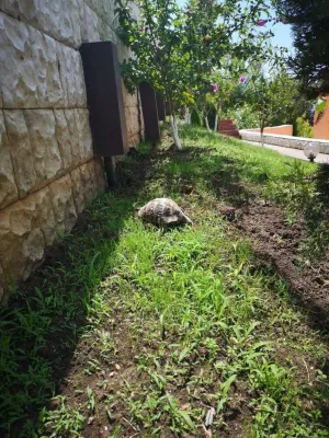 Luxury apartments in complex Karia with unbelievable sea view5 Hotels in 