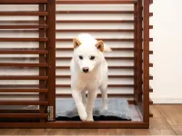 Color Palette Sorahaku COTON -TOMA Rutto Hotel a Kan'onji