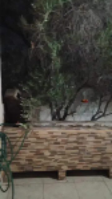 อโลฆามิเอ็นโต โอลซี