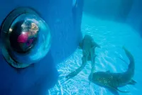 House near the beach with swimming pool Barra dos Coqueiros Aracaju Sergipe Hotels in Barra dos Coqueiros