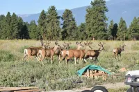 Bitterroot Sky Cottage-What A View!