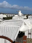 Quiet Apartment. 150m to the Sea and Beach, up to 2 Dogs, Parking Lot on the Doorstep, Wlan