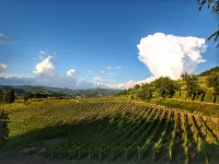 Escape to Vineyards, Elba - Homestays