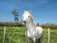 Résidence Posidonie