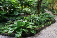 Jacana Amazon Wellness Resort - Boutique