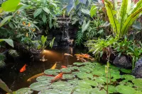 Tropical Rendezvous Suite - Luxury Studio in tropical gardens with koi ponds.