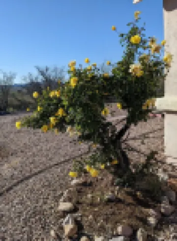 Birdwatchers Paradise on 1.5 ac  Golfing hiking & More