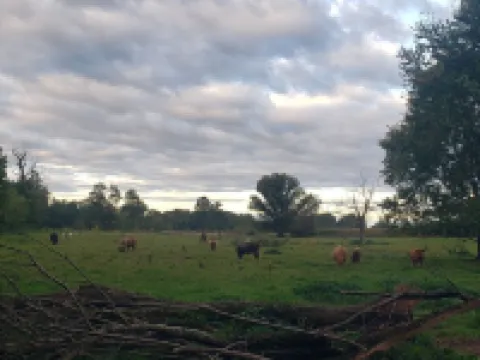 Cozy tiny home with 1 bedroom and WiFi, serene & peaceful glamping