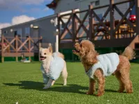 솔라나 후지야마나카코