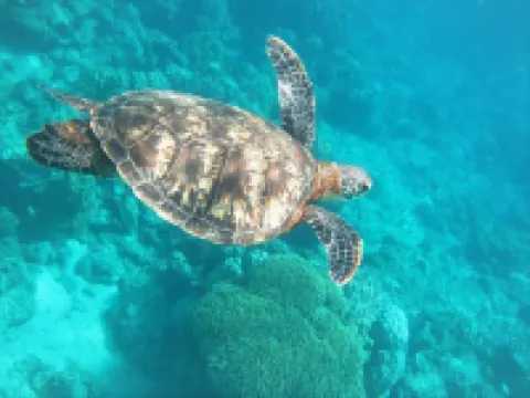 Lagoon315 ＜阿嘉島＞ 座間味のホテル