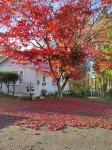 GRANDMA'S COTTAGE